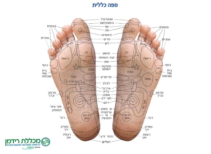 מפת רפלקסולוגיה