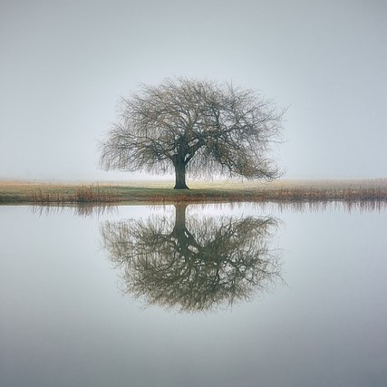 השתקפות עץ על המים